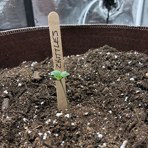 Zkittles Auto growlog timeline photo