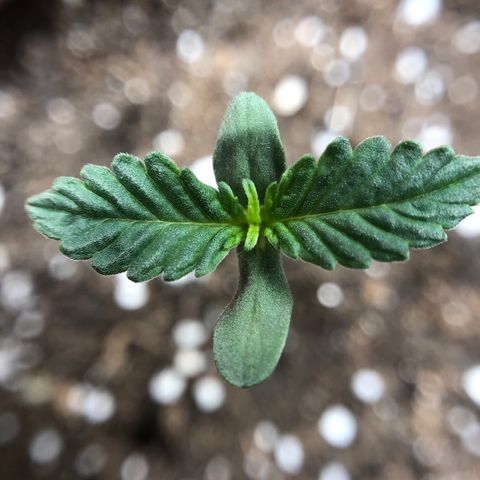 Zkittles Auto growlog timeline photo