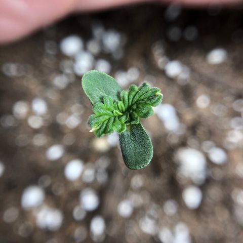 Blueberry Auto growlog timeline photo