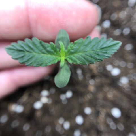 Zkittles Auto growlog timeline photo