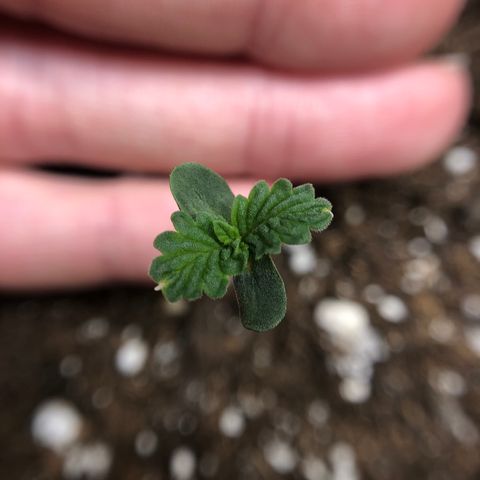 Blueberry Auto growlog timeline photo