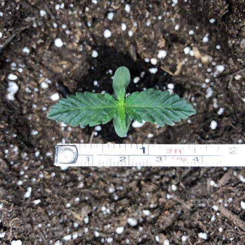 Zkittles Auto growlog timeline photo