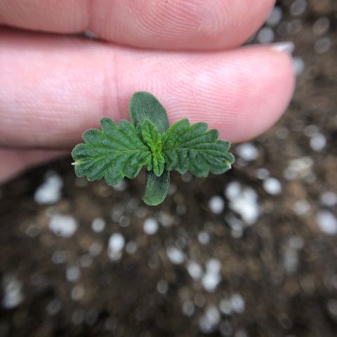 Blueberry Auto growlog timeline photo
