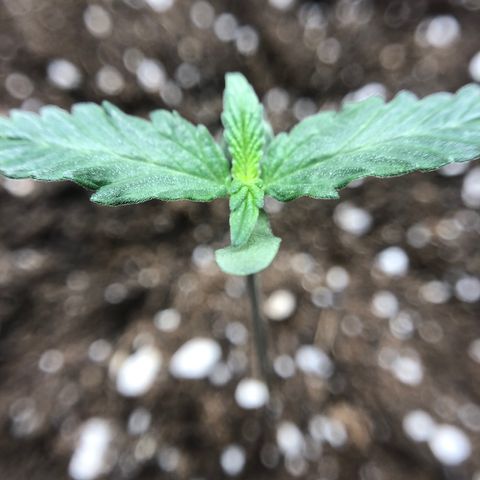 Zkittles Auto growlog timeline photo