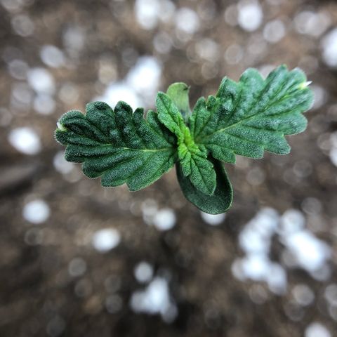 Blueberry Auto growlog timeline photo