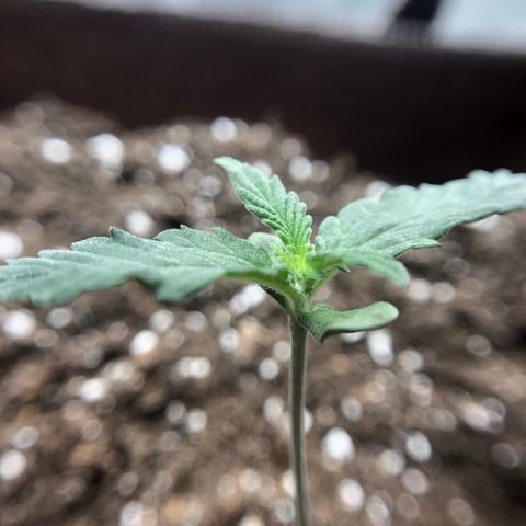 Zkittles Auto growlog timeline photo