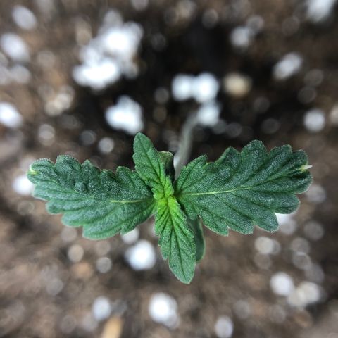 Blueberry Auto growlog timeline photo