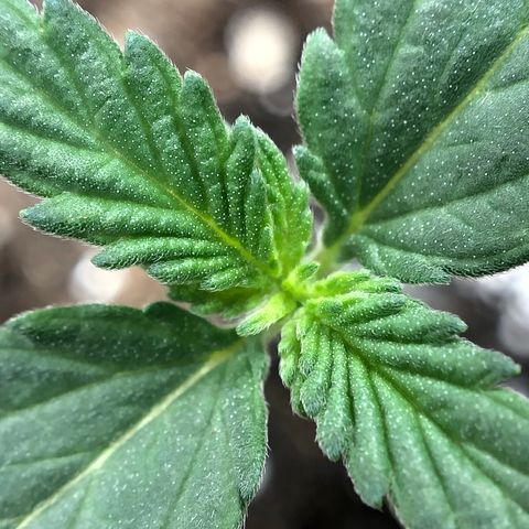 Zkittles Auto growlog timeline photo