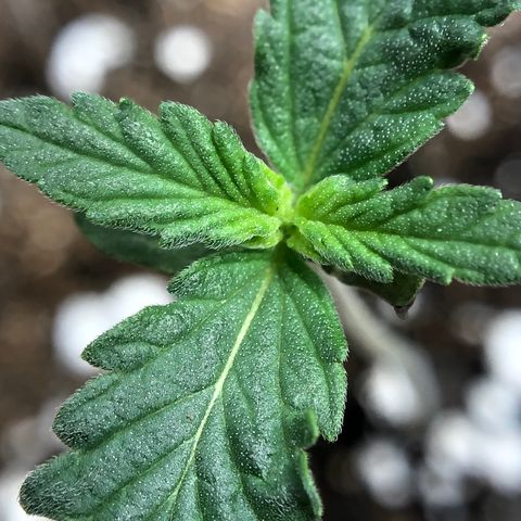 Blueberry Auto growlog timeline photo