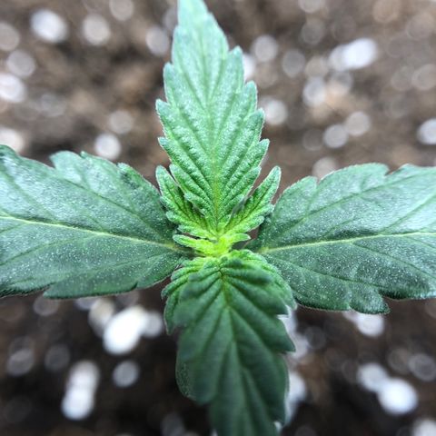 Zkittles Auto growlog timeline photo