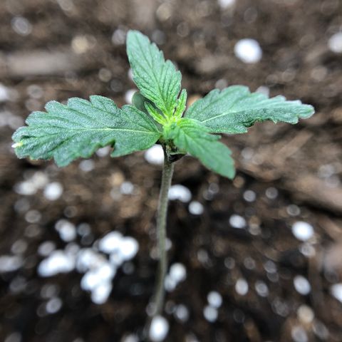 Blueberry Auto growlog timeline photo