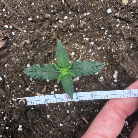 Zkittles Auto growlog timeline photo