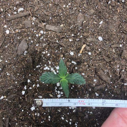 Blueberry Auto growlog timeline photo