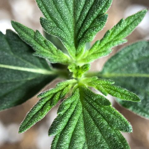 Zkittles Auto growlog timeline photo