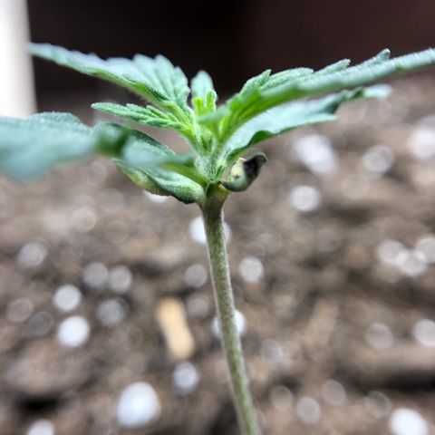 Blueberry Auto growlog timeline photo