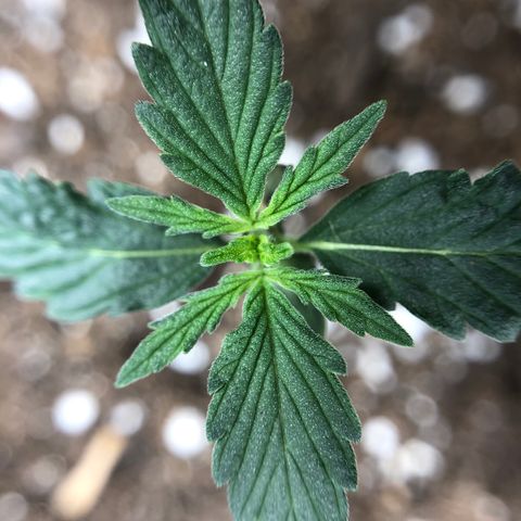 Blueberry Auto growlog timeline photo