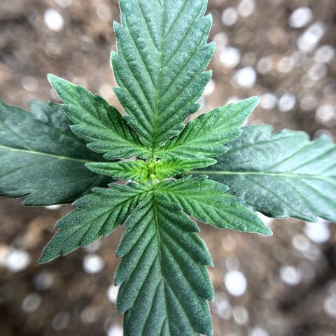 Zkittles Auto growlog timeline photo