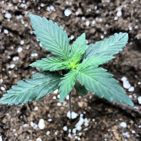Zkittles Auto growlog timeline photo