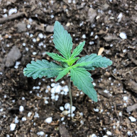 Blueberry Auto growlog timeline photo