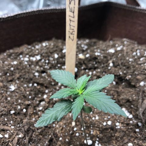Zkittles Auto growlog timeline photo
