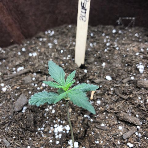 Blueberry Auto growlog timeline photo