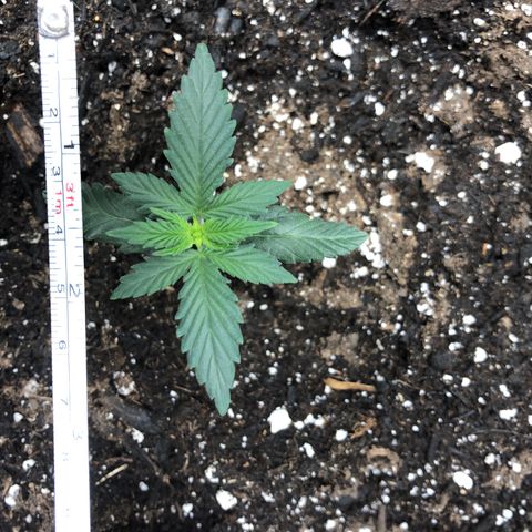 Zkittles Auto growlog timeline photo