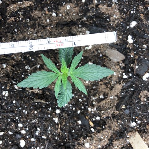 Blueberry Auto growlog timeline photo