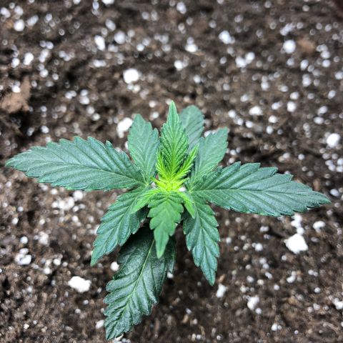 Zkittles Auto growlog timeline photo