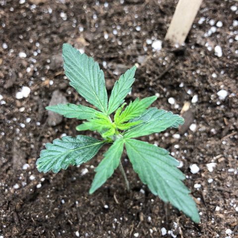 Blueberry Auto growlog timeline photo