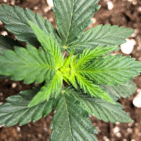 Zkittles Auto growlog timeline photo