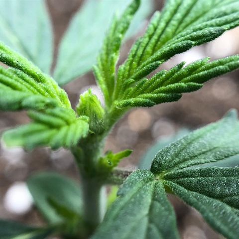 Blueberry Auto growlog timeline photo