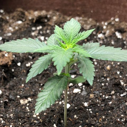 Zkittles Auto growlog timeline photo