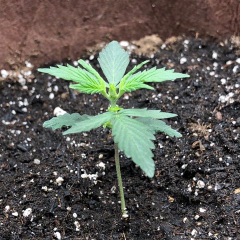 Blueberry Auto growlog timeline photo
