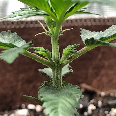Zkittles Auto growlog timeline photo