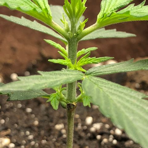 Blueberry Auto growlog timeline photo