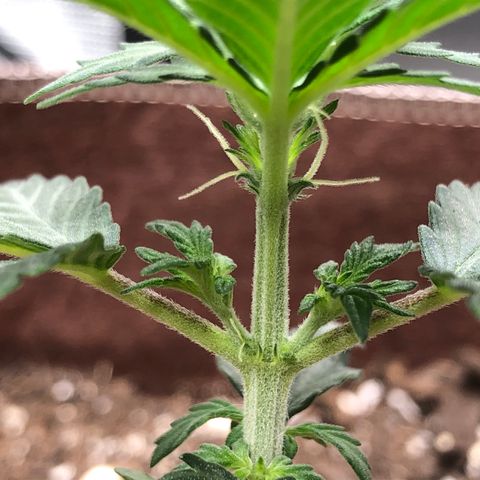 Zkittles Auto growlog timeline photo