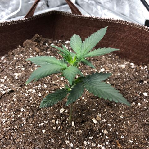 Zkittles Auto growlog timeline photo