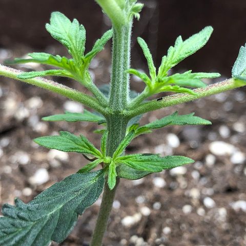Blueberry Auto growlog timeline photo