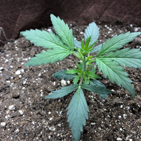 Blueberry Auto growlog timeline photo
