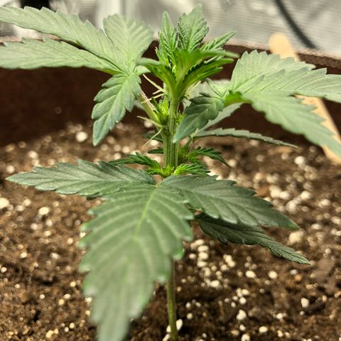 Zkittles Auto growlog timeline photo
