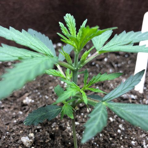 Blueberry Auto growlog timeline photo