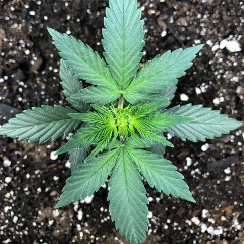Zkittles Auto growlog timeline photo