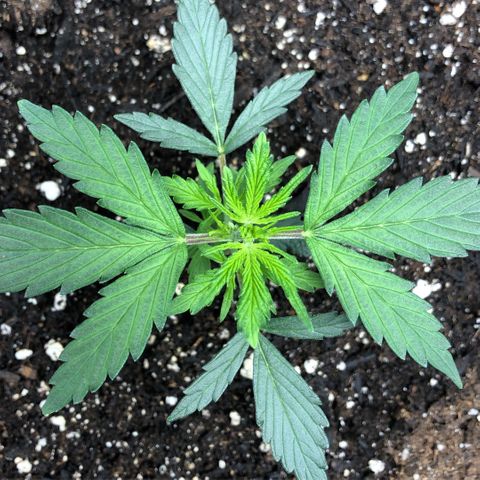 Blueberry Auto growlog timeline photo