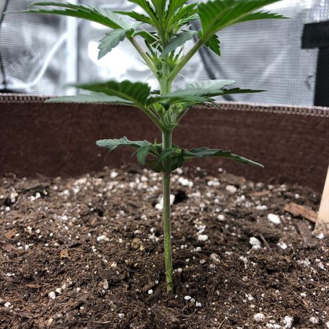 Zkittles Auto growlog timeline photo