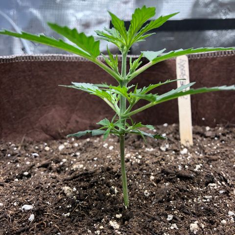 Blueberry Auto growlog timeline photo