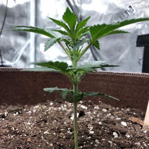 Zkittles Auto growlog timeline photo