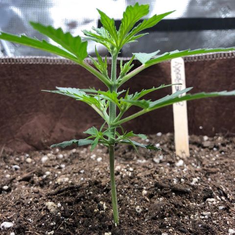 Blueberry Auto growlog timeline photo
