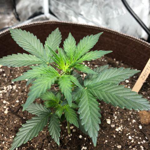 Zkittles Auto growlog timeline photo