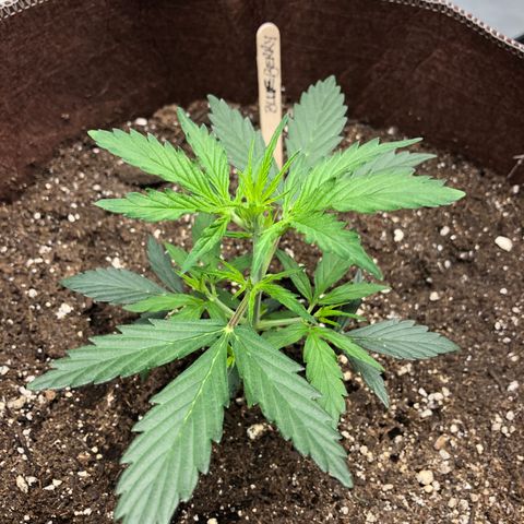 Blueberry Auto growlog timeline photo