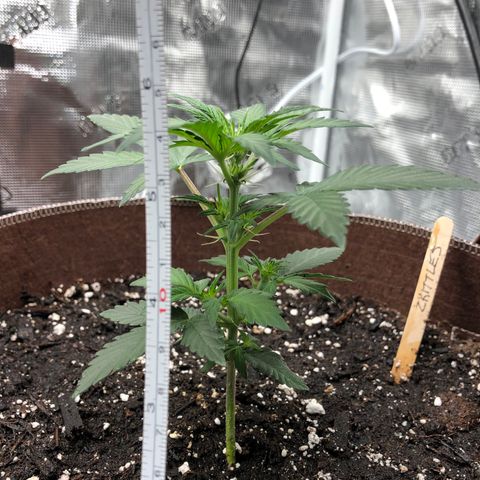 Zkittles Auto growlog timeline photo